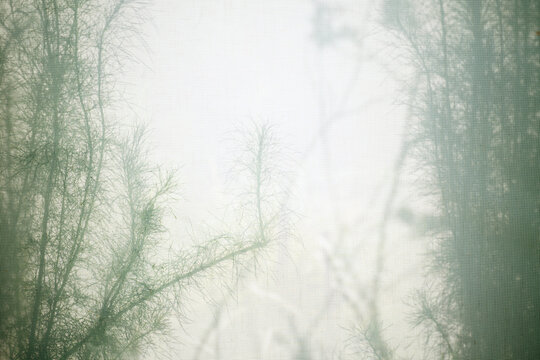 close-up of a semi-transparent plant wall