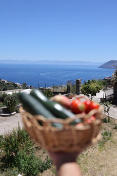 Fresh harvest basket held above sunlit coastal vista