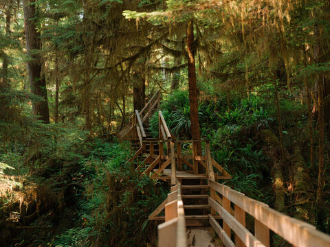 Wooden boardwalk through the temperate rainforest in Canada