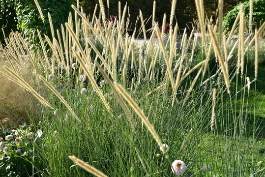 Jardin de gramin&eacute;es en automne