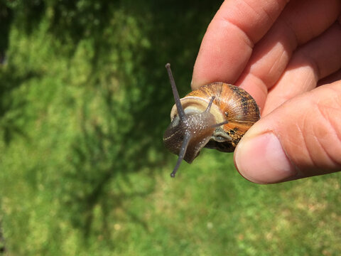 Close-up of a person holding a garden snail with eye-stalks and tentacles fully extended from its spiral brown shell
