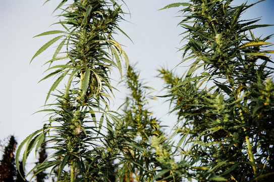 Cannabis plants growing in a field under sunlight