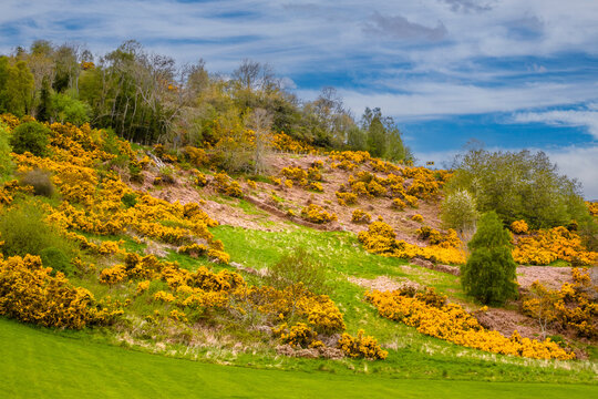 Scottish Hillside