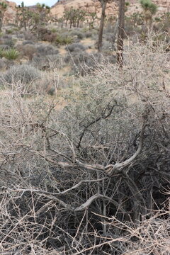 Common Four Wing Saltbush, Atriplex Canescens Variety Canescens, a hypnotic native dioemonoecious shrub displaying aging thick curved branches during Winter in the Little San Bernardino Mountains.