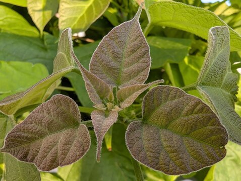 Velvety bronze leaves of a young Paulownia reach for morning light