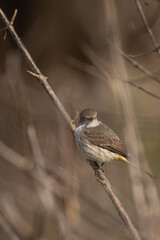 Obraz premium Small bird perches on thin branch