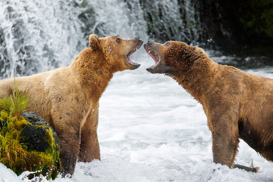 Fight Over Fish