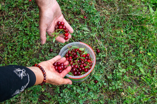 Hands Of Woman And Man Putting Fresh Sour Cherries Into Bucket