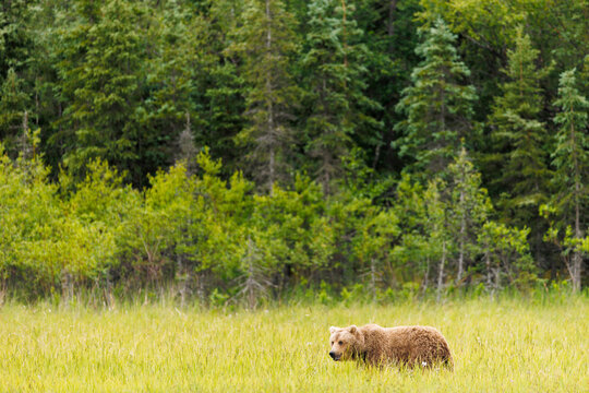 Bear in a Meadow