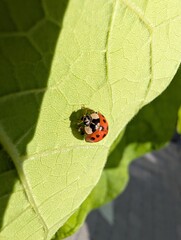 A radiant red ladybug rests calmly on a vibrant green leaf in the © mr_smith