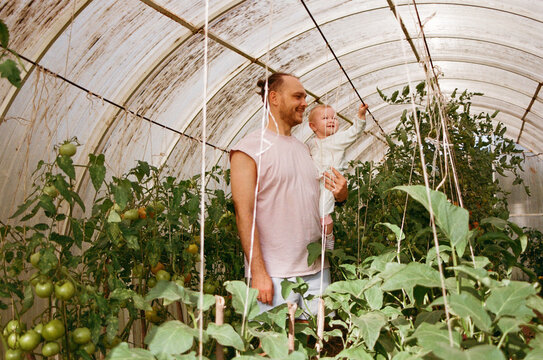 Dad and child picking veggies in greenhouse
