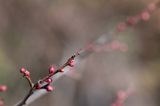 Close up of plum flower buds on tree branch preparing to bloom in early spring nature