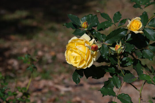 Yellow rose blooming in dark background with buds in soft autumn sunlight