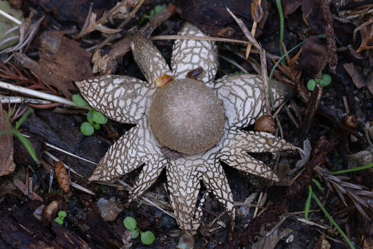 Close up of Astraeus hygrometricus earthstar mushroom growing on forest floor in autumn nature