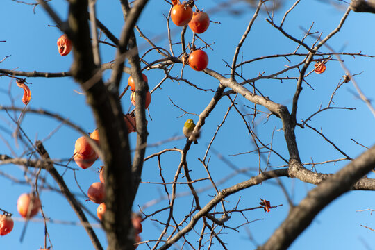 Japanese white eye bird perched on persimmon tree branch with orange fruits under blue sky in autumn