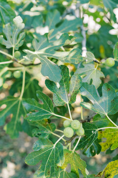 Close up of fig tree leaves and unripe fruits