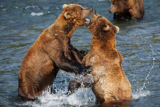 Bears Fighting