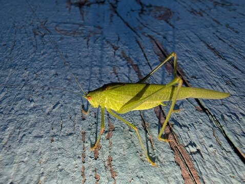Bright green insect with long slender legs clings to a rustic