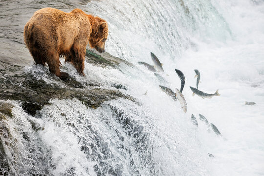 Watching Salmon