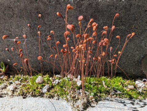 Tiny brown spore capsules rise on slender stalks from a lush patch