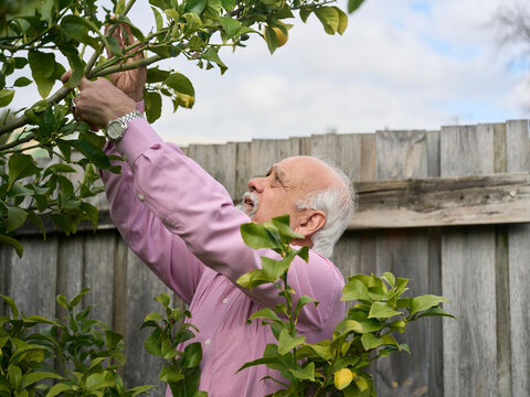 Elderly Man Picking Lemons in a Garden
