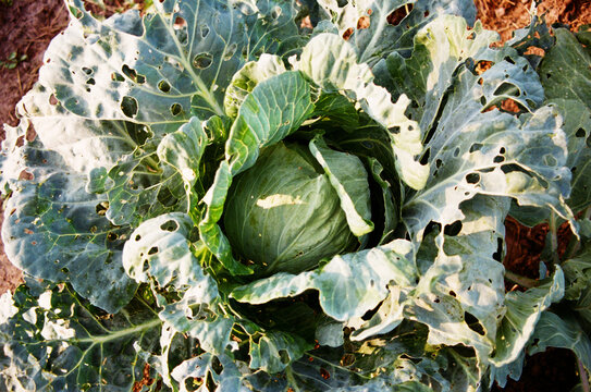 Cabbage growing in a garden with damaged leaves