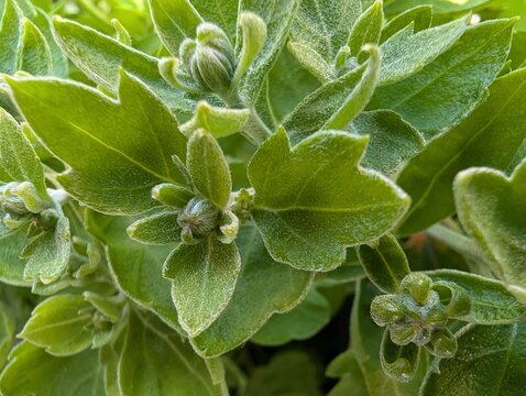 Vibrant green chrysanthemum foliage blooms in a sunlit spring