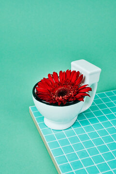 a miniature ceramic toilet with a black seat holds a red gerbera daisy