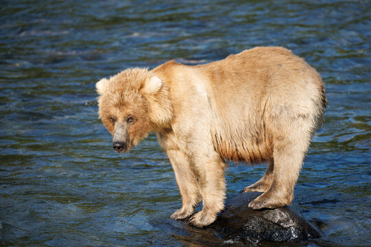 Bear on a Rock
