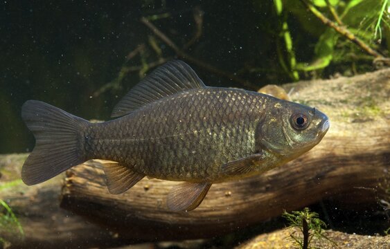 Carassius carp, crucian carp, cobbler carp, fish, fishes, pisces