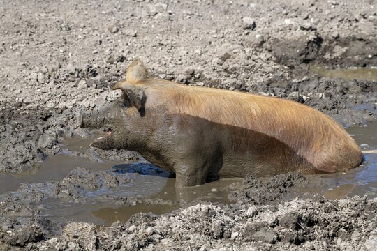 Duroc pig, old domestic breed from the USA, Eggen-Hof, Vomp, Tyrol, Austria