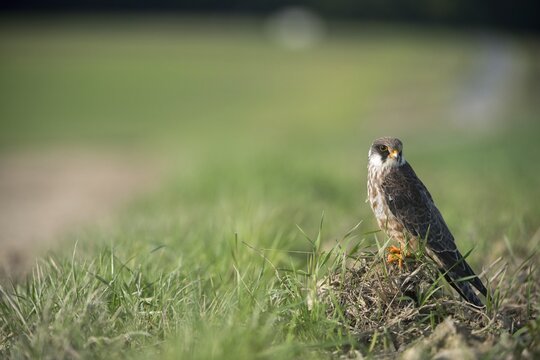 Falco vespertinus, red-footed falcon, red-footed falcon, birds, falconiformes, falcons, birds of prey, raptors, birds