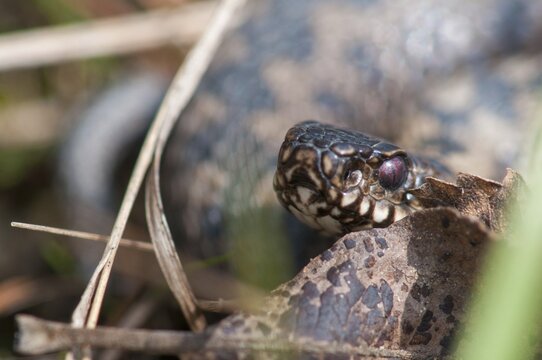 European adder, European viper, venomous snake, vipera berus, critters, poisonous reptilia, reptilia, snakes, snakes
