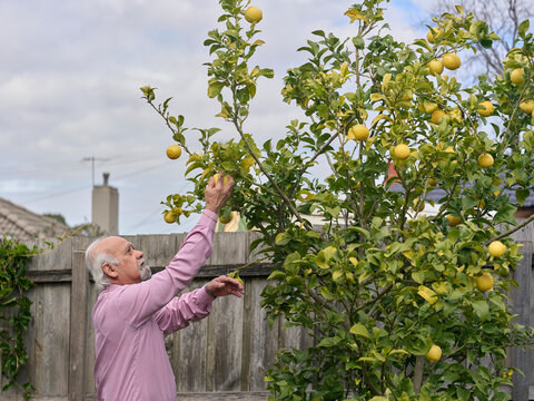 Elderly Man Picking Lemons From Tree in Backyard