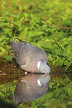 Common wood pigeon (Columba palumbus) drinks at a pond, Germany