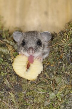 Edible dormouse (Glis glis) in a nest box as a summer roost, eating an apple, animal portrait, Siegerland, North Rhine-Westphalia, Germany