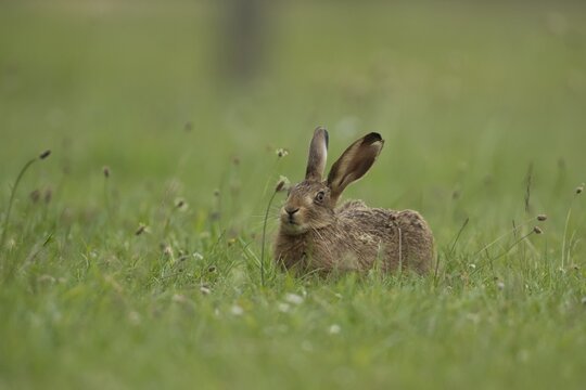 European brown hare (Lepus europaeus) juvenile leveret in a grassland meadow, Suffolk, England, United Kingdom