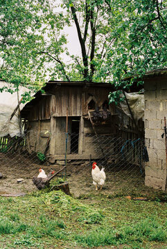 Chickens by Wooden Coop