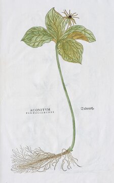 Dolwurz (Aconitum pardalianches), hand coloured woodcut by Leonhart Fuchs, from New Kre&uuml;terbuch, Basel, Switzerland, 1543