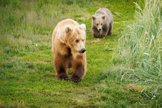 Mother and Cub
