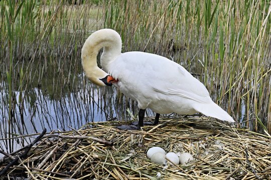 Mute swan (Cygnus olor), adult male standing on nest next to clutch of four eggs, Lake Zug, Cham, Switzerland