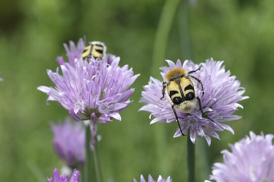 Beetle (Trichius fasciatus), on flowering chive (Allium schoenoprasum), Wilden, North Rhine-Westphalia, Germany