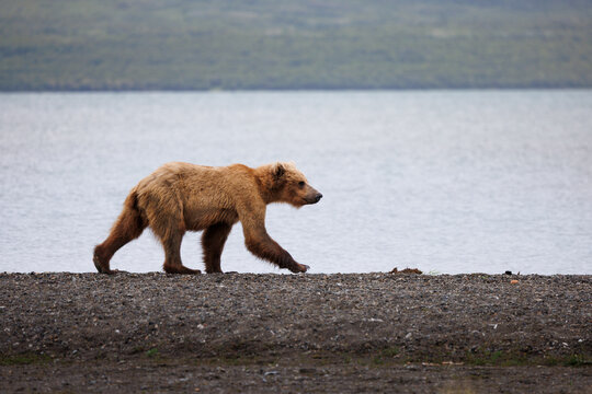 Walking Bear