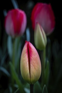 Tulip bud, pink tulips that have already opened in the background, Germany