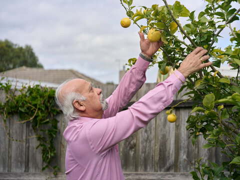 Elderly Man Picking Lemons From a Tree in His Backyard