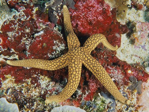 New Caledonia starfish, yellow net starfish (Nardoa novaecaledoniae), starfish, with yellow and brown patterns on coral bottom, dive site SD, Nusa Ceningan, Nusa Penida, Bali, Indonesia