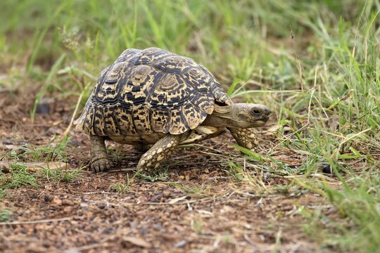 Panther tortoise (Testudo pardalis), adult, running, foraging, Pilanesberg National Park, North West Province, South Africa