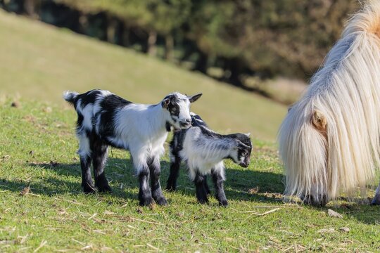 Two young pygmy goats (Capra hircus) stand close together, watching a Falabella horse (Equus ferus caballus) grazing in a green meadow. Austria