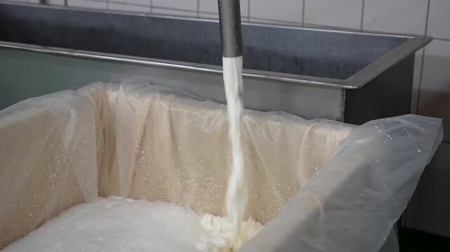 Fresh Milk Flowing Into Cheesecloth at Dairy Factory