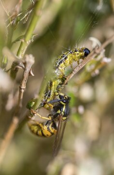 Box tree moth, boxwood moth, boxwood moth, cydalima perspectalis, real wasps, common wasp, hymenoptera, short-headed wasps, vespula vulgaris, yellowjacket, moth, prey, capture, common wasp, wrinkle wasps, high size, portrait format, hunting, inchworm, insects, hunting, moth, caterpillar, butterflies, pest control, wasp, wasp